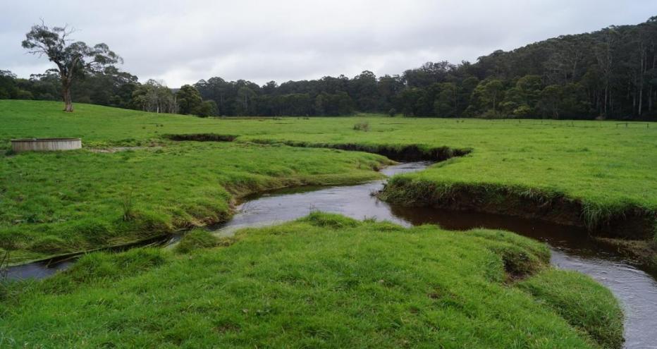 Lush, green field with small river running through it