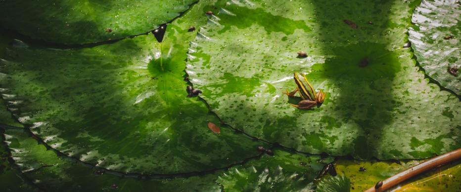 Frog sitting on a birght green lily pad