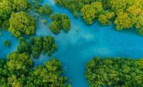 Aerial view of wetlands