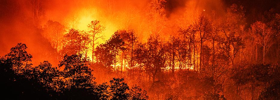 Raging orange forest fire over black trees