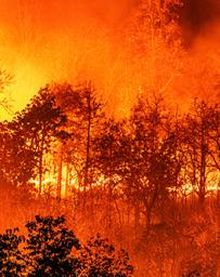 Raging orange forest fire over black trees