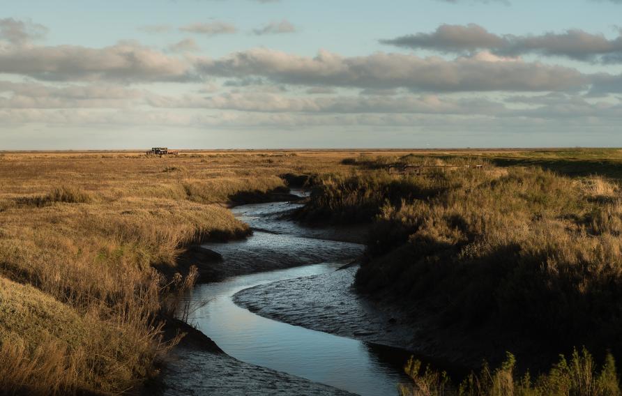 Saltmarshes