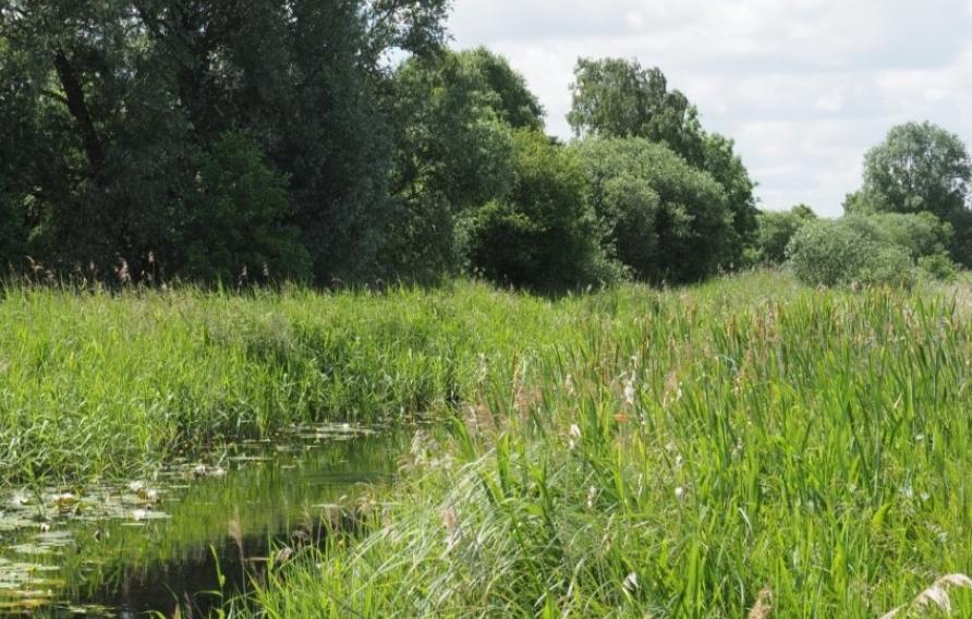 Image of countryside with river and tall grasses