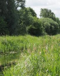 Image of countryside with river and tall grasses