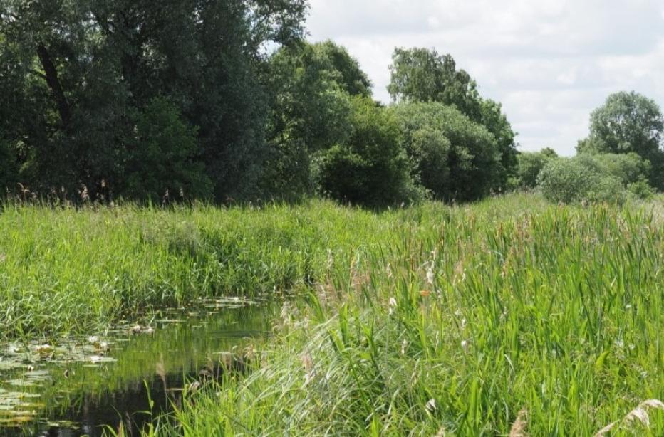 Image of countryside with river and tall grasses