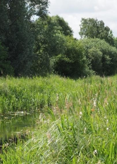 Image of countryside with river and tall grasses