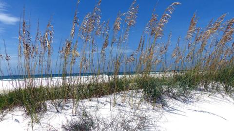 Tyndall Coastal Resiliency Measures