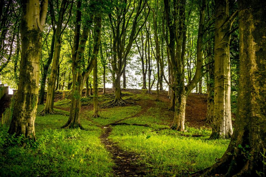 View through a woodland