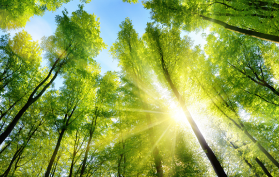 Green trees amongst a blue sky