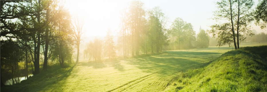 Green hills and trees with sun shining through